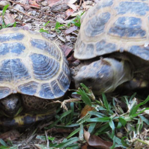 Signs of Bullying in Russian Tortoises