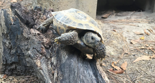 russian tortoise climbing