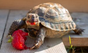 Can Russian Tortoises Eat Fruit
