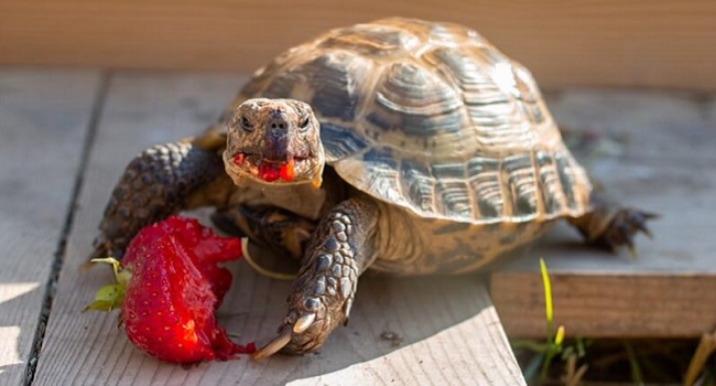 Can Russian Tortoises Eat Fruit
