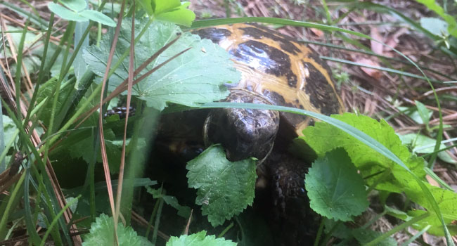 russian tortoise eat weeds