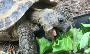 How Much to Feed a Russian Tortoise