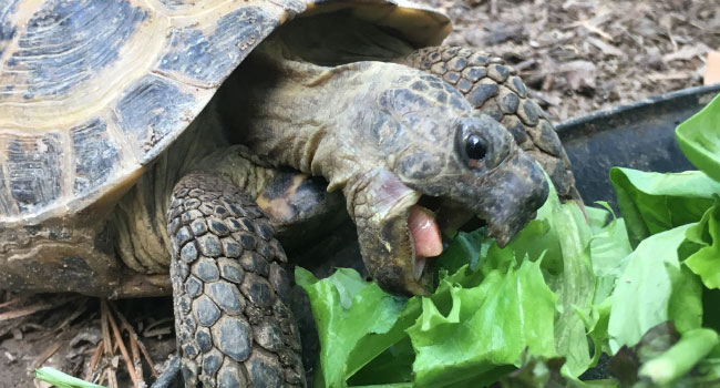 How Much to Feed a Russian Tortoise