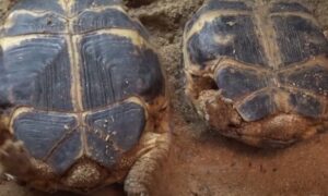 Is My Russian Tortoise Male or Female?