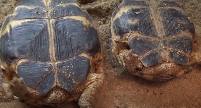 Is My Russian Tortoise Male or Female?