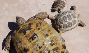 How Big Does a Russian Tortoise Get