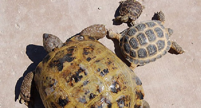 russian tortoise grow