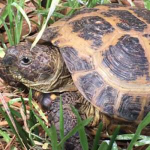 Keeping Russian Tortoise Outside