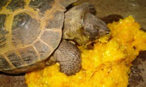 Is Pumpkin a De-wormer for Russian Tortoises