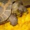 Is Pumpkin a De-wormer for Russian Tortoises