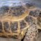 Russian Tortoise Shell Health