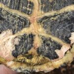 Russian Tortoise Shell Rot