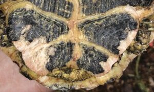 Russian Tortoise Shell Rot