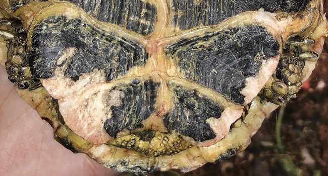 russian tortoise shell rot infection
