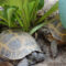 How Long Can I Leave My Russian Tortoise