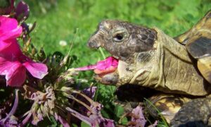 Can My Russian Tortoises Eat Flowers