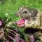 Can My Russian Tortoises Eat Flowers