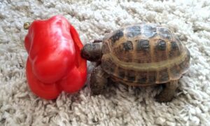 Can Russian Tortoises Eat Vegetables