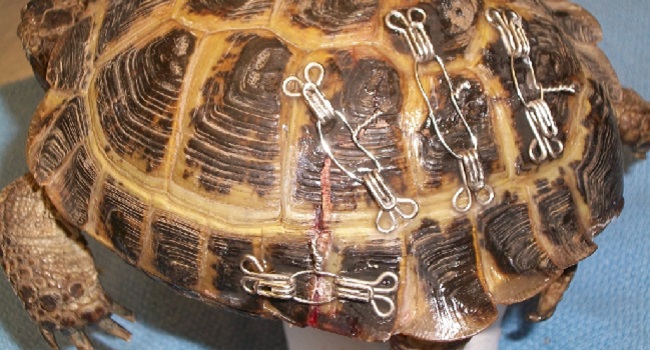 fixed russian tortoise shell