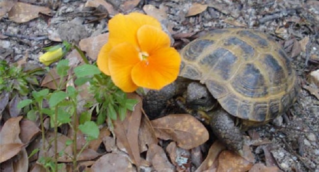 tortoises eat flowers