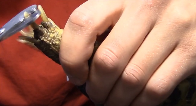trim Russian tortoise nail