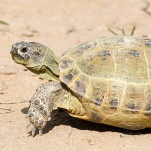 Russian Tortoise Natural Habitat