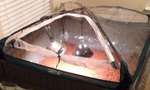 Closed Chamber Enclosure for Baby Russian Tortoise