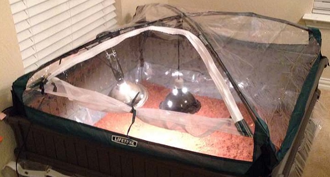 Closed Chamber Enclosure for Baby Russian Tortoise