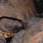 Are Russian Tortoises Nocturnal?