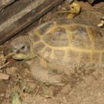 Why Did My Russian Tortoise Die in Hibernation