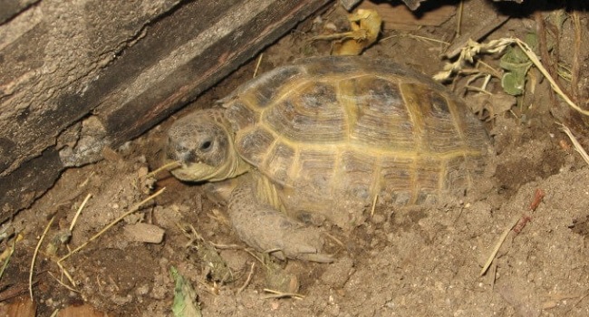 Why Did My Russian Tortoise Die in Hibernation