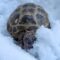 How Cold is Too Cold for Russian Tortoise