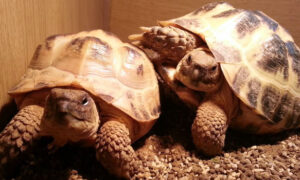 Can Two Female Russian Tortoises Live Together?
