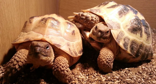 Can Two Female Russian Tortoises Live Together?