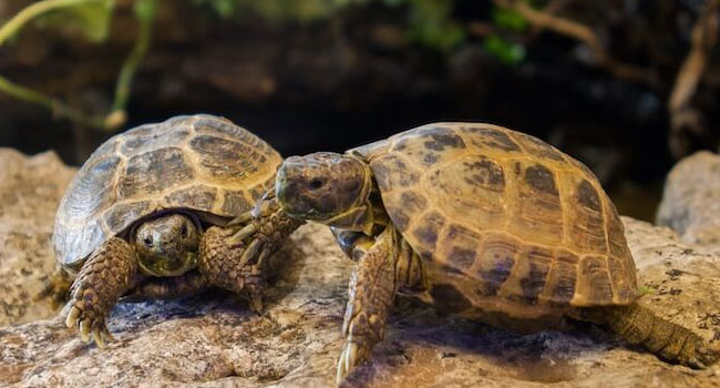 two russian tortoises