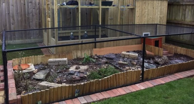 outdoor enclosure for tortoise