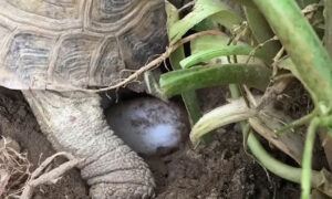 How Long Does it Take Russian Tortoise Eggs to Hatch