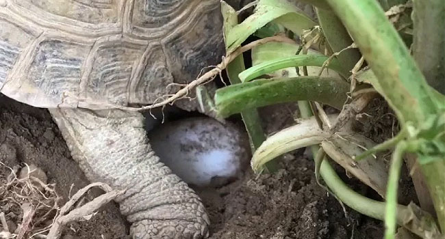 How Long Does it Take Russian Tortoise Eggs to Hatch