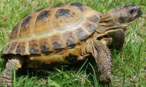 How Much Does a Russian Tortoise Cost