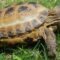 Russian Tortoise Skin Problems