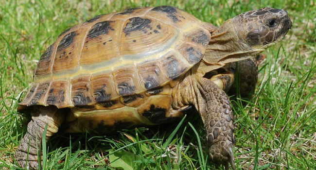 Russian Tortoise Skin Problems