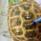 Russian Tortoise Anatomy