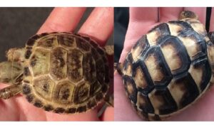 How to Tell a Russian Tortoise from a Greek Tortoise