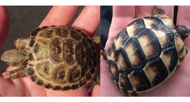How to Tell a Russian Tortoise from a Greek Tortoise