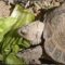 Best Greens for Russian Tortoises