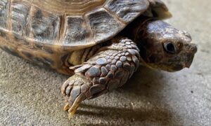 Russian Tortoise Nail Length