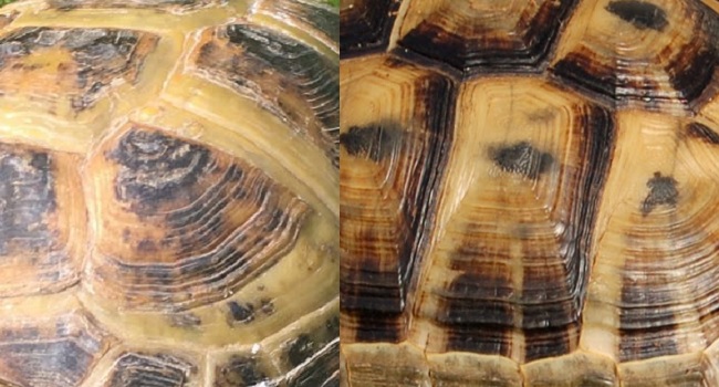 russian tortoise vs greek tortoise scutes