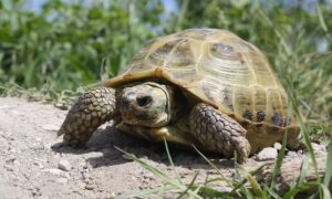 What Are The Russian Tortoise Breeds