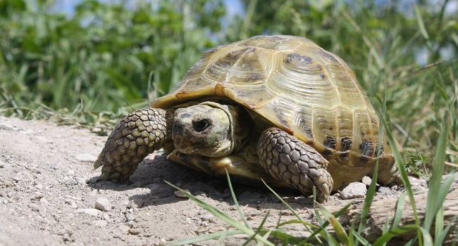 What Are The Russian Tortoise Breeds