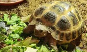 Russian Tortoise is Not Eating